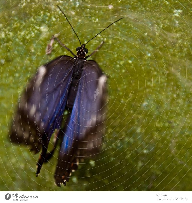 blue motion Colour photo Subdued colour Exterior shot Close-up Detail Macro (Extreme close-up) Copy Space right Blur Shallow depth of field Bird's-eye view