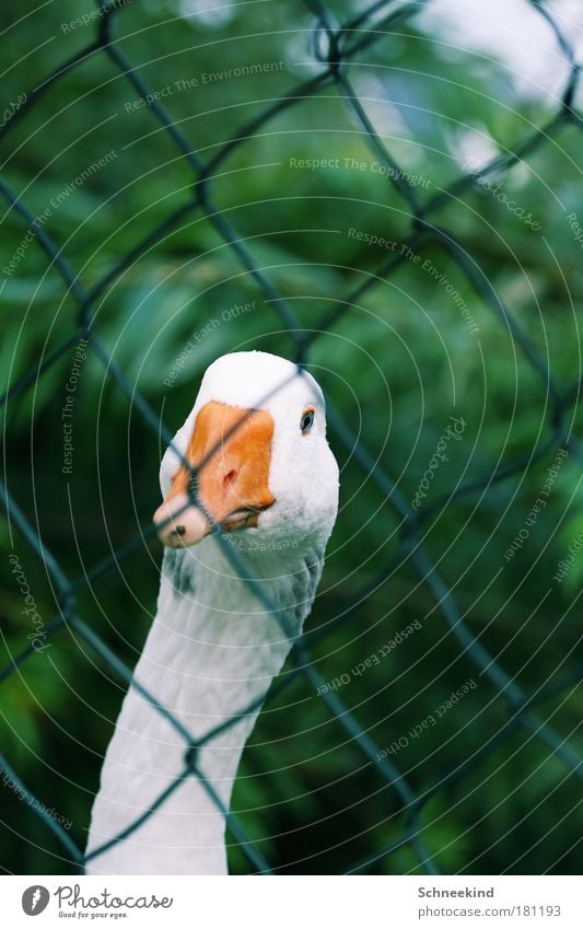 inquisitiveness Colour photo Exterior shot Deserted Copy Space right Copy Space top Day Contrast Shallow depth of field Central perspective Animal portrait