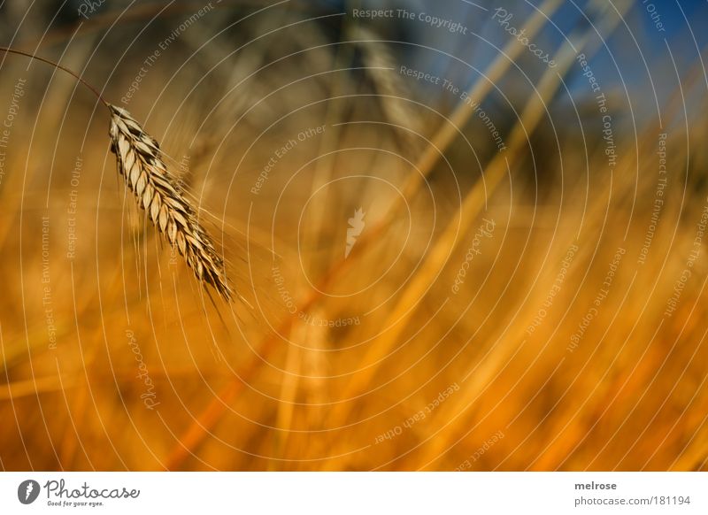 *** Courage ... *** Colour photo Subdued colour Exterior shot Close-up Macro (Extreme close-up) Deserted Day Sunlight Blur Happy Freedom Summer vacation Nature