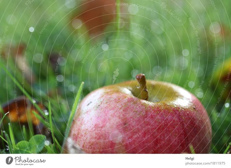 Falling fruit II Food Apple Organic produce Environment Nature Plant Autumn Beautiful weather Grass Leaf Garden Glittering Lie Esthetic Authentic Fresh Healthy