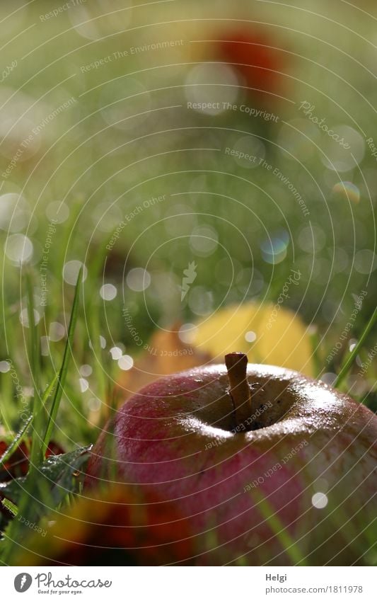 windfall Apple Organic produce Vegetarian diet Environment Nature Plant Drops of water Autumn Beautiful weather Grass Leaf Garden Glittering Illuminate Lie