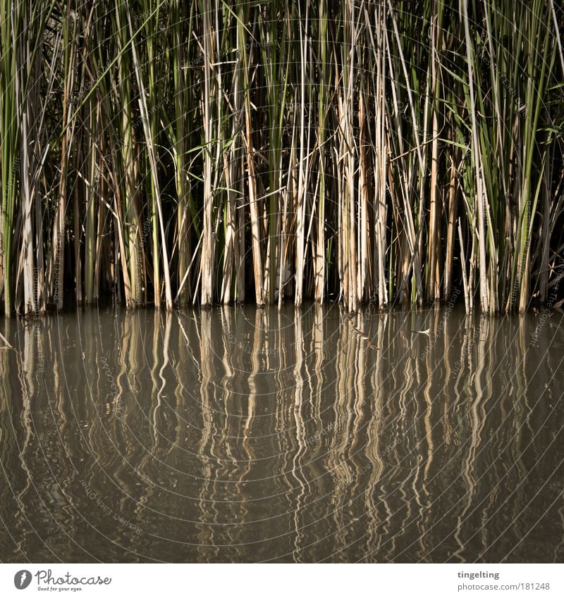 Immersed Colour photo Subdued colour Exterior shot Deserted Copy Space bottom Day Shadow Contrast Reflection Nature Water Plant Grass Common Reed Pond Discover