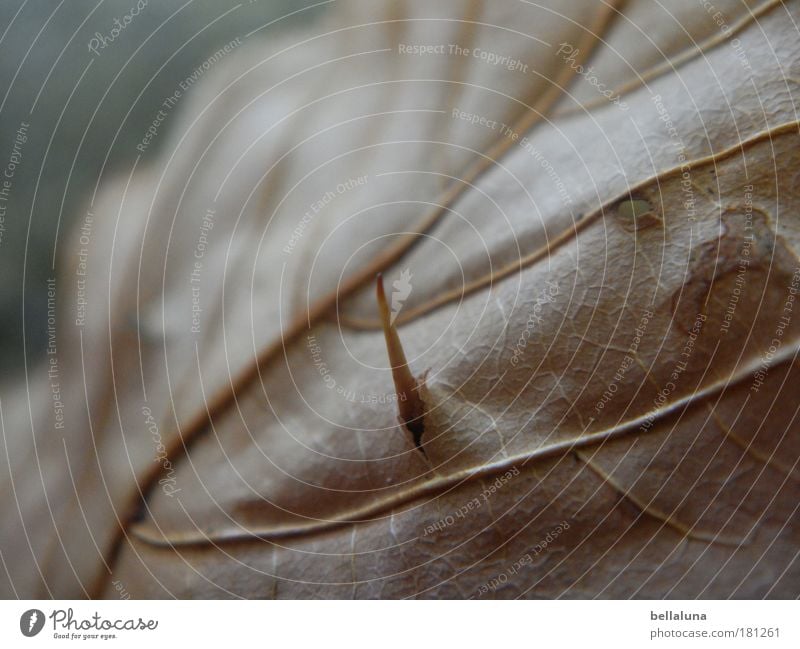 Autumn murder or Spitz on defoliation Environment Nature Plant Leaf Moody Chestnut Chestnut leaf Thorn Colour photo Multicoloured Exterior shot Close-up Detail