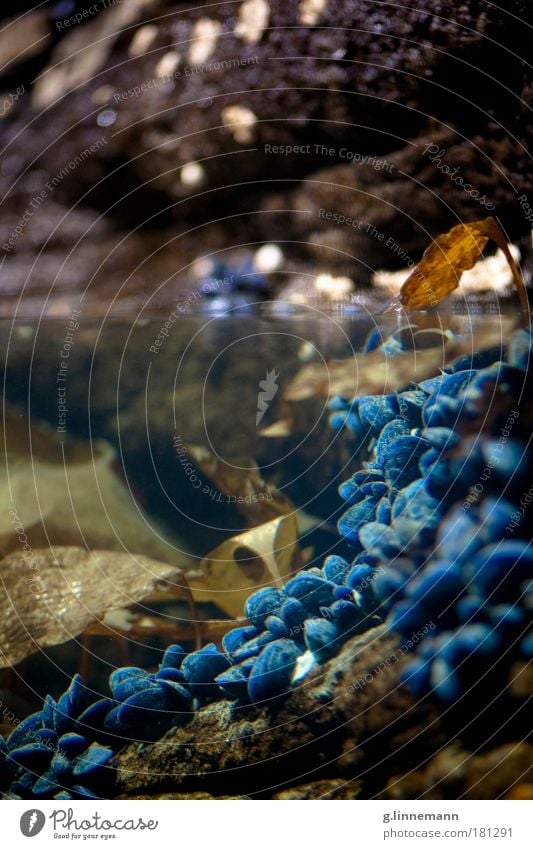 Upper lip / lower edge Colour photo Multicoloured Interior shot Close-up Detail Underwater photo Deserted Artificial light Flash photo Contrast Long shot