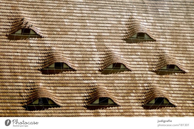 ophthalmic Colour photo Exterior shot Day House (Residential Structure) Manmade structures Building Architecture Window Roof Bird Past Change Pigeon