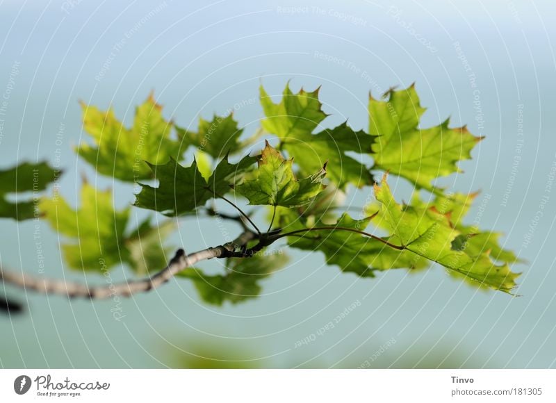 mid season Colour photo Exterior shot Close-up Copy Space top Copy Space bottom Day Shallow depth of field Environment Nature Plant Summer Beautiful weather