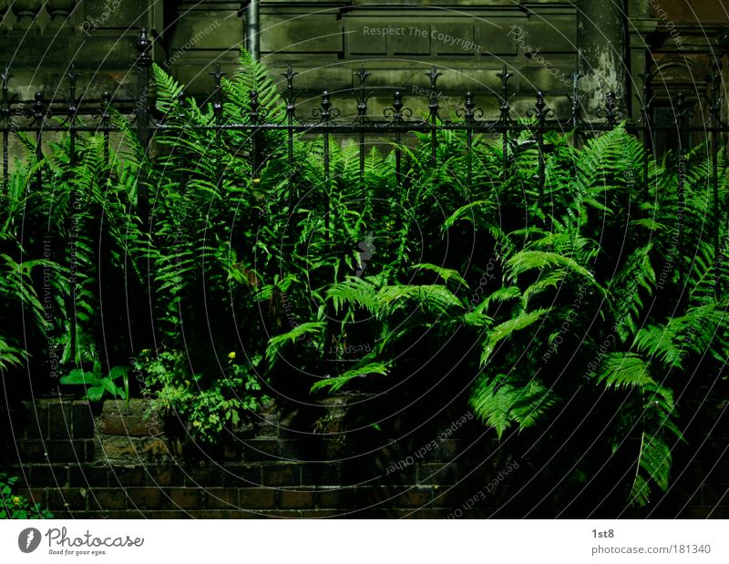 far vs fence Colour photo Deserted Copy Space top Copy Space bottom Night Artificial light Wide angle Wrought ironwork Smith Nature Plant Fern Foliage plant