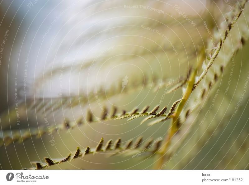 Dryopteris filix-mas Subdued colour Exterior shot Detail Macro (Extreme close-up) Deserted Copy Space top Twilight Blur Nature Plant Summer Autumn Fern Leaf