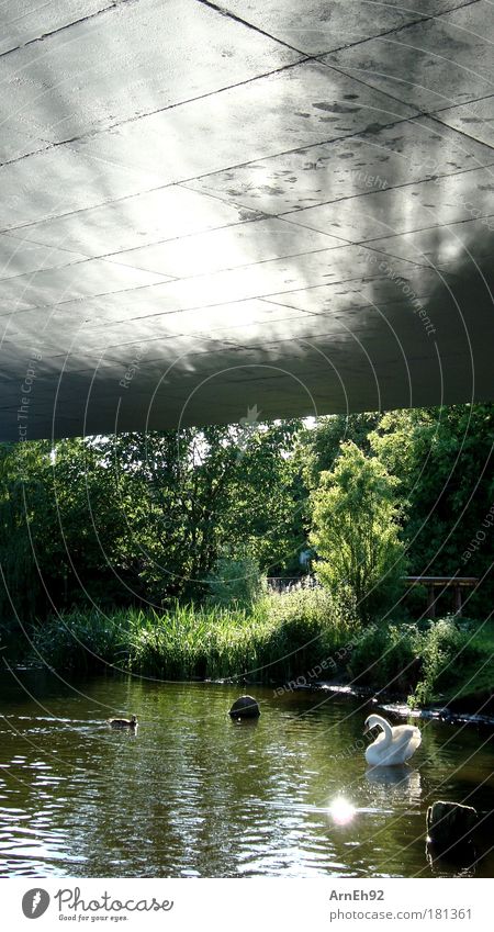 bridge idyll Colour photo Exterior shot Day Reflection Sunlight Water Summer Beautiful weather Coast Pond Animal Swan Duck 2 To enjoy Dream Contentment Elegant