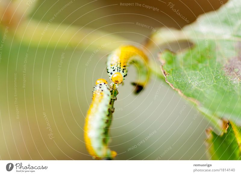 Caterpillar intersection Summer Nature Animal Butterfly 2 Together Yellow Bug caterpillar Living thing Insect Larva Metamorphosis Colour photo