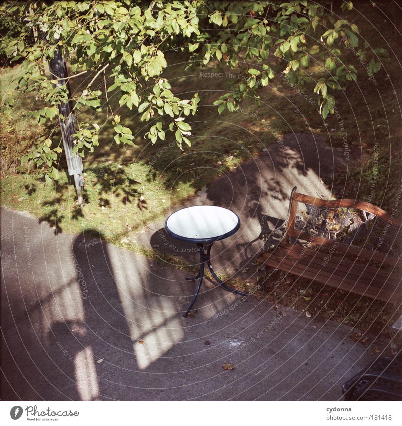 Secret Garden Colour photo Exterior shot Detail Copy Space bottom Day Light Shadow Contrast Sunlight Shallow depth of field Bird's-eye view Harmonious