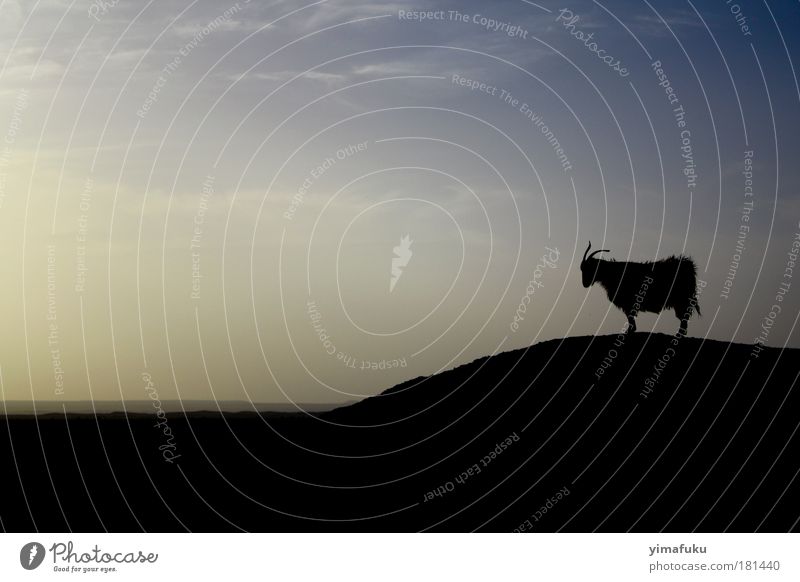 Black Sheep Exterior shot Evening Silhouette Animal portrait Wild animal 1 Serene Contentment Uniqueness Inspiration Shadow Hill Blue Sunset