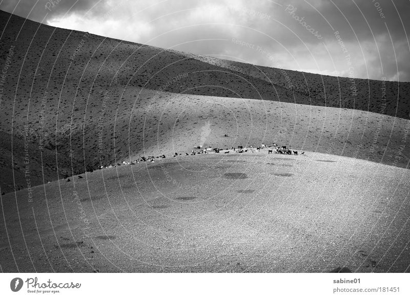 herd of goats Black & white photo Exterior shot Deserted Copy Space bottom Day Light Shadow Contrast Long shot Trip Far-off places Mountain Hiking