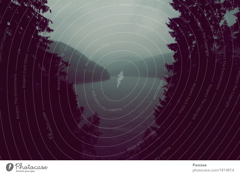 Summer in the Thuringian Forest Nature Air Water Clouds Autumn Bad weather Fog Rain Tree Hill Mountain Thueringer Wald Lakeside Bay Wet Gray Grief Longing