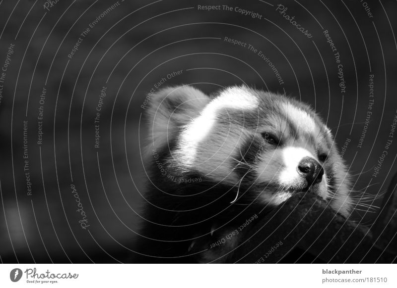 In search of freedom Black & white photo Exterior shot Copy Space left Copy Space top Neutral Background Contrast Animal portrait Looking away Wild animal Bear