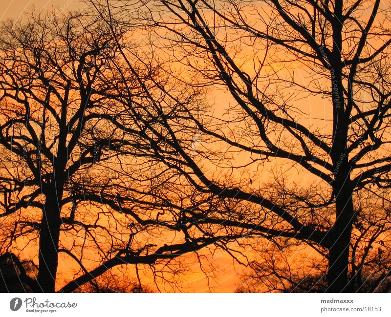 evening sun Late Tree Red Moody Evening