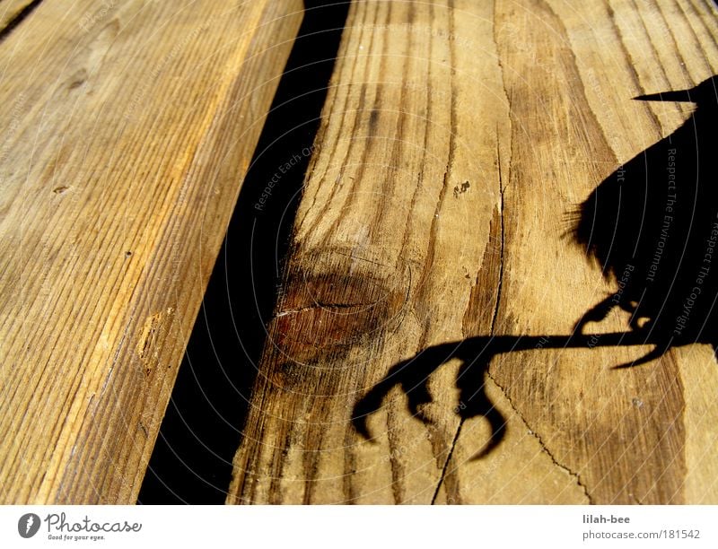 lived on a big foot... Colour photo Exterior shot Close-up Morning Light Shadow Contrast Sunlight Bird's-eye view Animal portrait Wild animal Dead animal Pelt