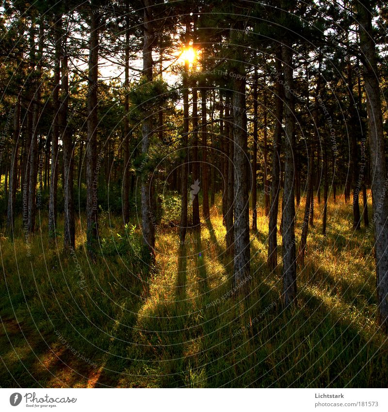 End of summer- Summer adé Exterior shot Deserted Copy Space left Copy Space right Copy Space bottom Dawn Light Shadow Contrast Silhouette