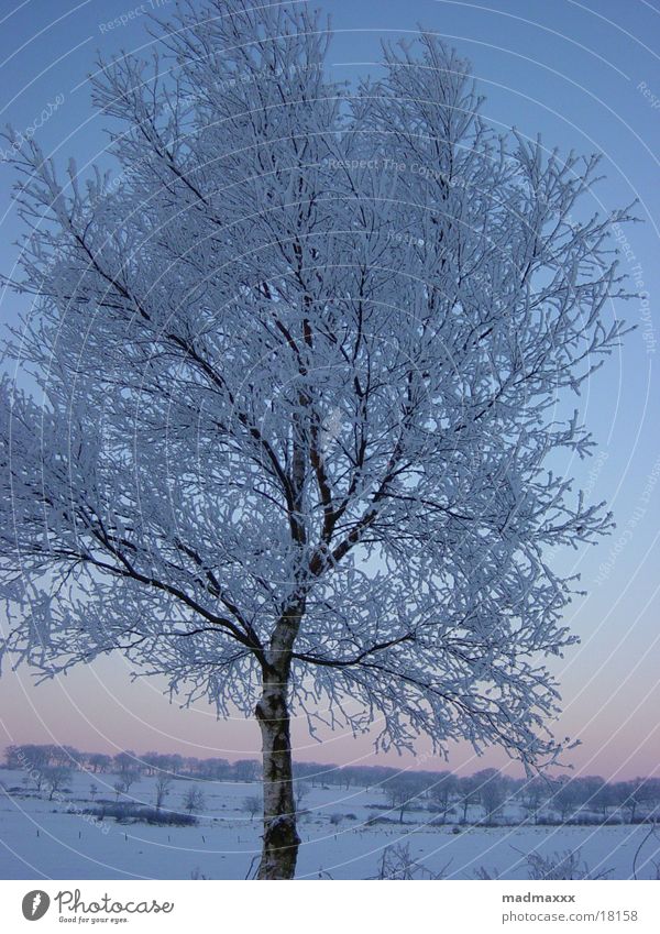 winter tree Winter Tree Cold Landscape