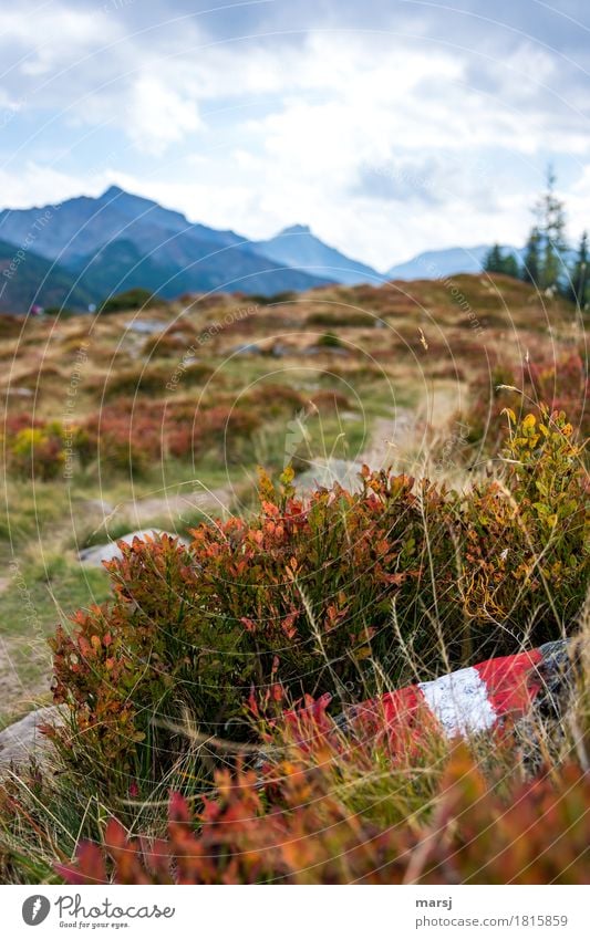 Autumn Hiking Vacation & Travel Tourism Trip Mountain Landscape Bad weather blueberry bush Alps Signs and labeling Road marking hiking mark Sadness Loneliness