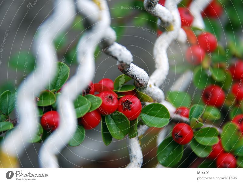 berry Exterior shot Close-up Detail Macro (Extreme close-up) Deserted Copy Space left Day Shallow depth of field Nature Summer Autumn Plant Bushes Leaf