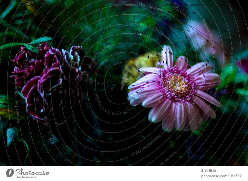 . Colour photo Interior shot Plant Flower Blossom Blossoming Beautiful Green Pink