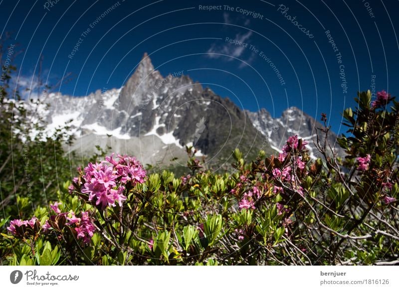 alpine rose Vacation & Travel Summer Nature Plant Air Beautiful weather Rose Rock Alps Mountain Peak Pink Alpine Chamonix vallee Alp rose Background picture