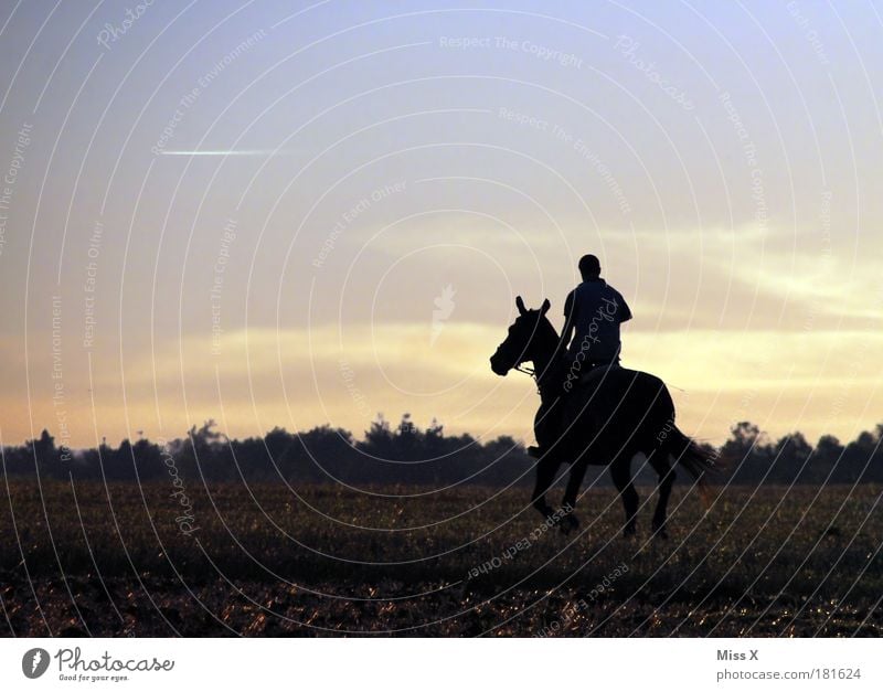 cavalier Exterior shot Copy Space left Copy Space top Copy Space bottom Copy Space middle Morning Dawn Evening Twilight Looking back Leisure and hobbies Ride