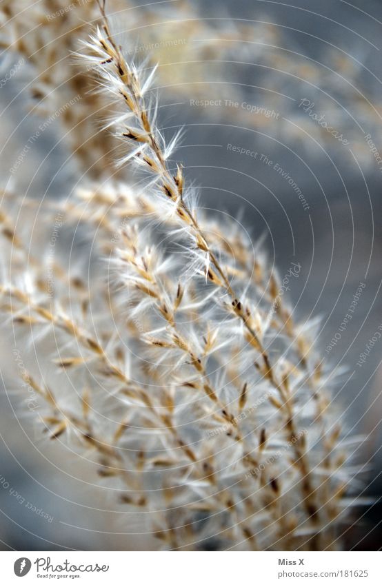 grass Exterior shot Close-up Detail Deserted Copy Space right Shallow depth of field Environment Nature Plant Grass Bushes Leaf Blossom Park Meadow Field Thorny