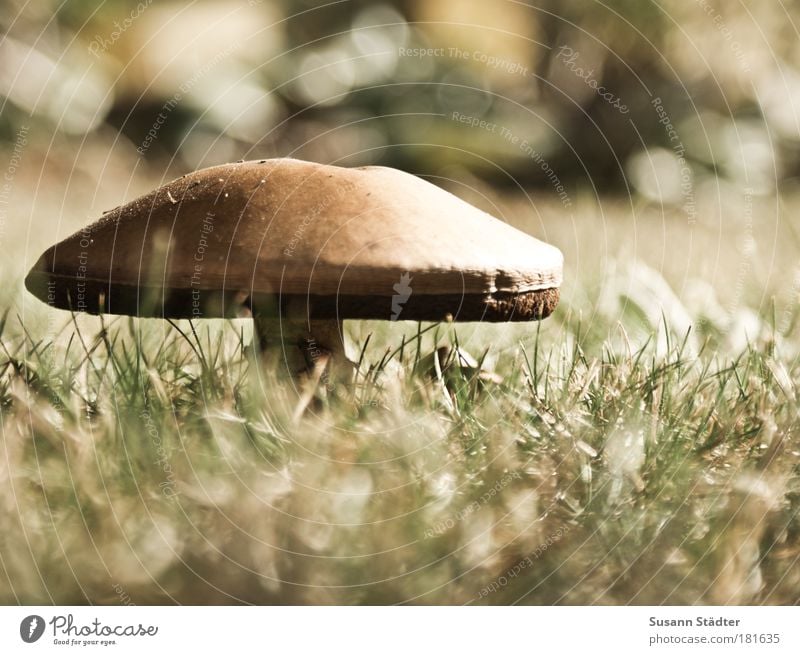 Mushroom time begins again Subdued colour Exterior shot Detail Deserted Copy Space right Light Shadow Sunlight Vegetable Organic produce Landscape Earth Park