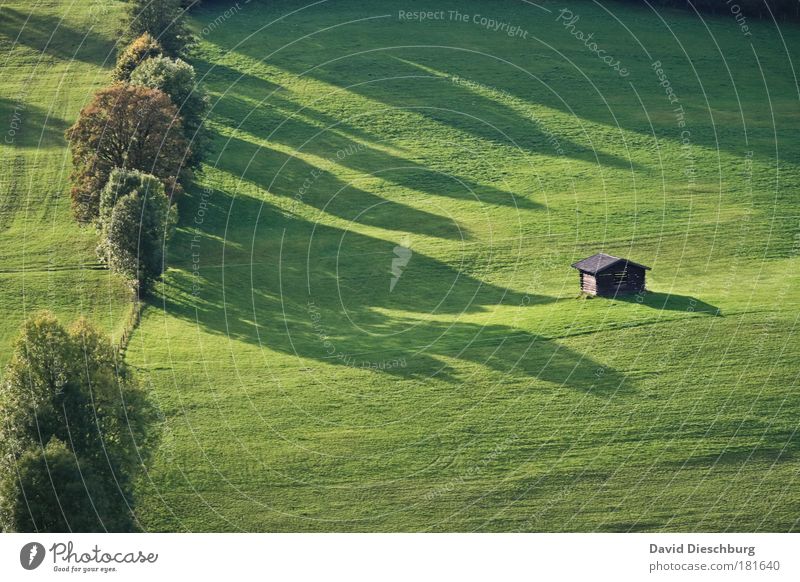 Almöhi's Resident Colour photo Exterior shot Day Light Shadow Contrast Sunlight Environment Nature Landscape Plant Spring Summer Beautiful weather Tree Grass