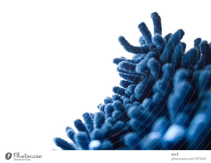 fluffy Colour photo Detail Macro (Extreme close-up) Abstract Structures and shapes Deserted Copy Space left Copy Space top Artificial light Flash photo Light