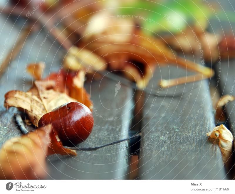 chestnut Exterior shot Close-up Detail Deserted Copy Space right Copy Space bottom Shallow depth of field Nature Autumn Bad weather Tree Leaf Garden Park Dry