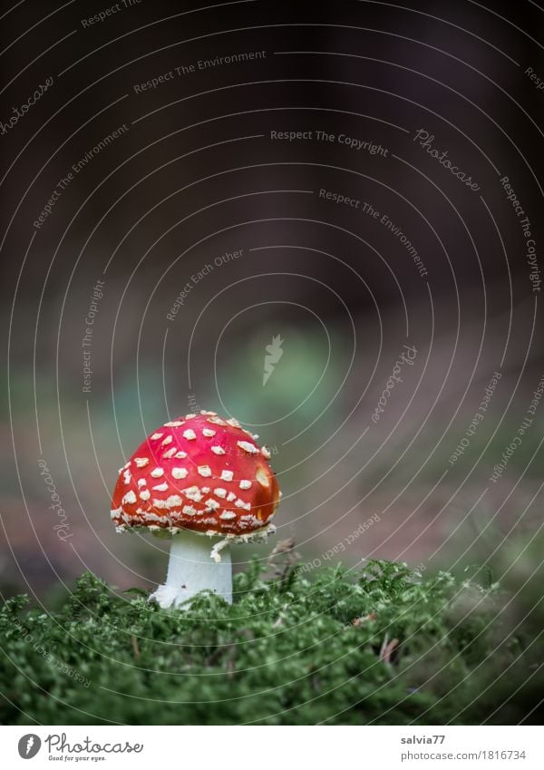 soloist Environment Nature Animal Earth Autumn Plant Moss Mushroom Amanita mushroom Forest Illuminate Stand Beautiful Green Red Moody Happy Calm Loneliness