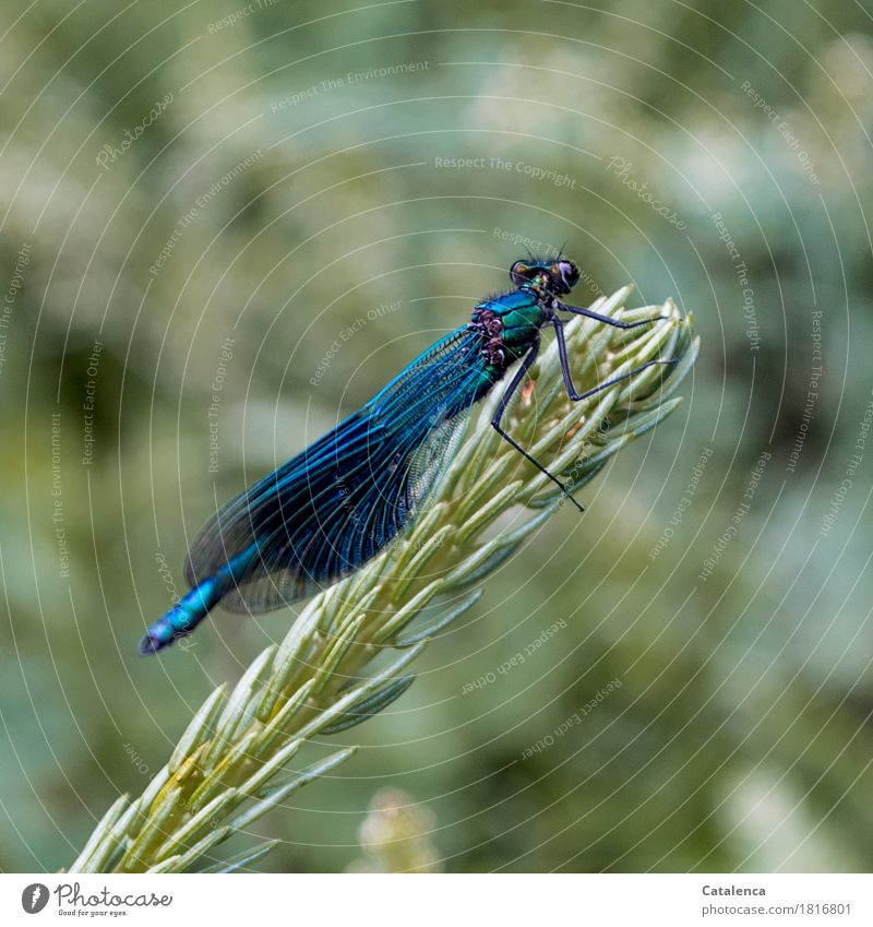 Landing break, blue-winged damselfly on fir branch Plant Animal Summer Fir branch Lakeside Insect Bluewing 1 Flying Elegant Glittering Green Attentive Esthetic