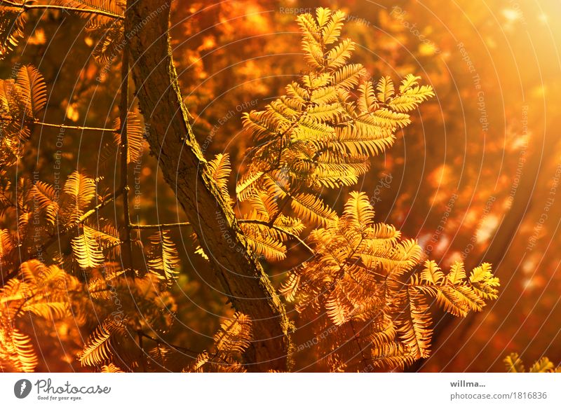 Swamp cypress in autumn Nature Plant Autumn Tree Cypress Bald-cypress taxodiaceae Taxodium distichum Autumnal Autumnal colours Warmth Orange Colour photo