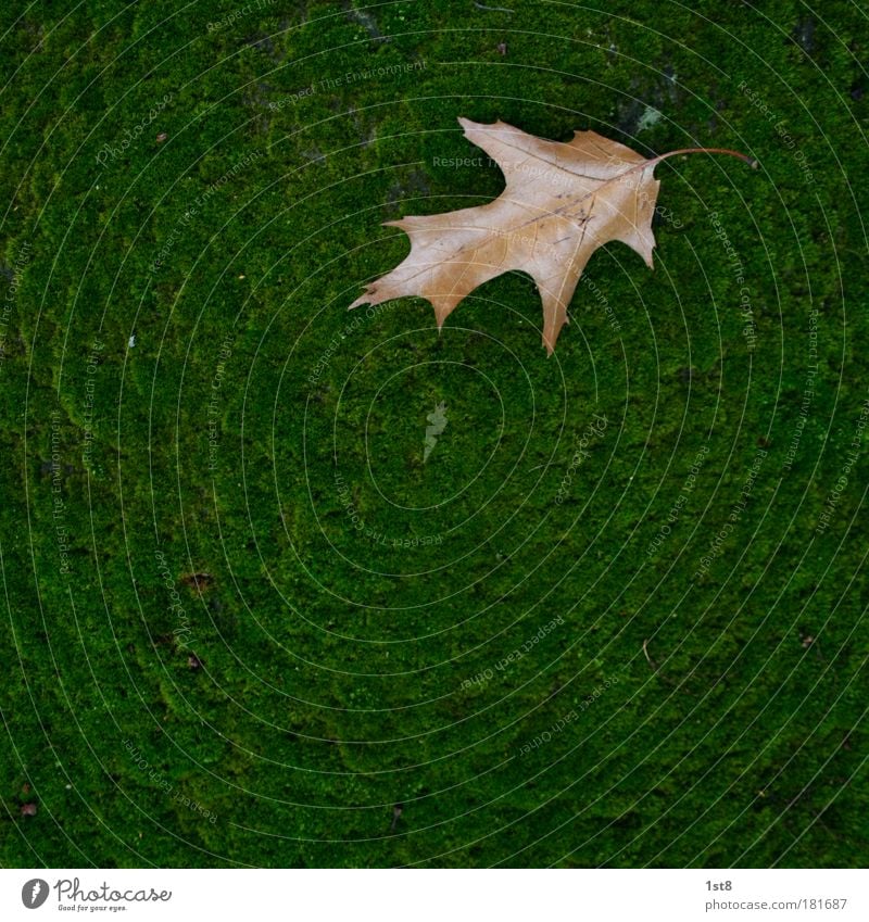 It will be autumn... Colour photo Exterior shot Close-up Detail Structures and shapes Deserted Copy Space left Copy Space right Copy Space top Copy Space bottom