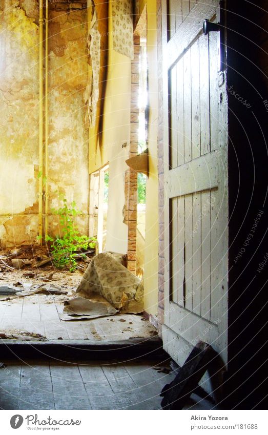 Hidden treasures Colour photo Interior shot Deserted Copy Space right Copy Space bottom Neutral Background Day Light Shadow Contrast Plant Tree Growth