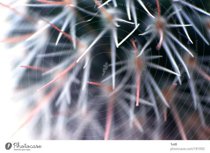 cactus Colour photo Exterior shot Close-up Detail Macro (Extreme close-up) Blur Plant Cactus Breathe Aggression Exotic Small Rebellious Round Point Thorny Green