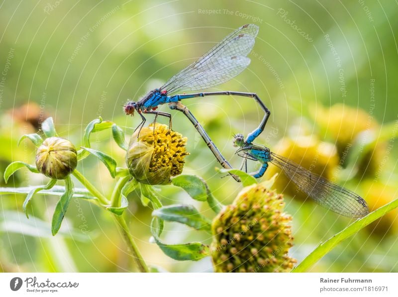 Pomegranate eye dragonflies during mating "Granata-eyed dragonflies Dragonfly Dragonflies" 2 Animal Pair of animals Love Sex Happy Lust Nature Colour photo