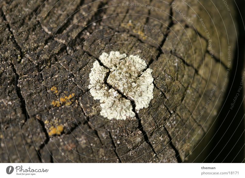 spoilage Wood palisade Mushroom