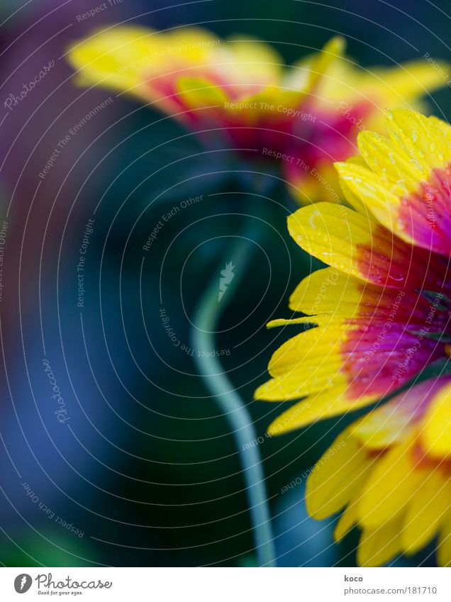 late summer Colour photo Multicoloured Exterior shot Close-up Detail Macro (Extreme close-up) Copy Space left Morning Day Contrast Shallow depth of field Nature