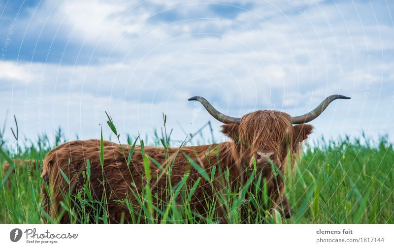 Scottish Highland Cattle from Usedom Bullock Antlers To feed Blue Sky Meadow Lawn Bushes Common Reed Looking Gaze Bushy Long-haired Highland cattle