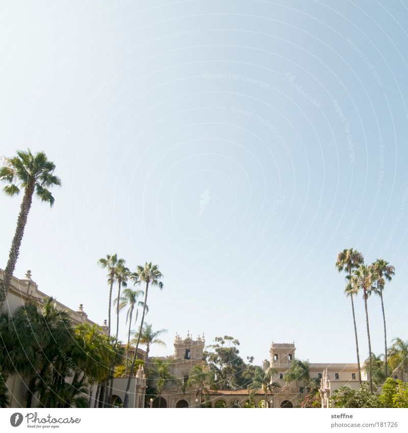 Rocky Balboa Park Colour photo Subdued colour Exterior shot Deserted Copy Space top Day Deep depth of field Beautiful weather Tree Palm tree San Diego