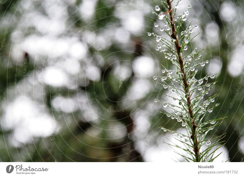 drops and pins Colour photo Exterior shot Close-up Detail Copy Space left Day Shallow depth of field Environment Nature Plant Water Autumn Bad weather Rain Tree