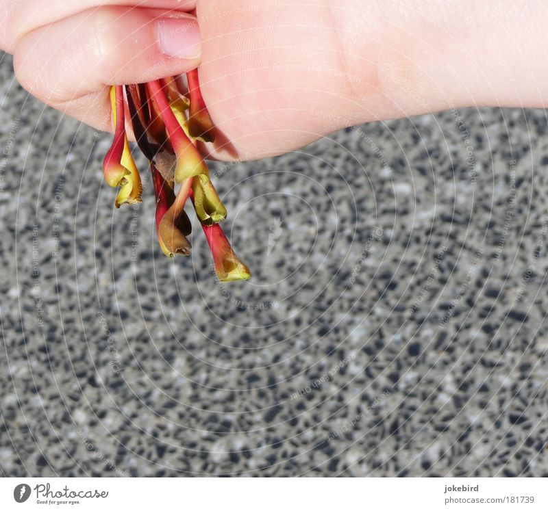 Collect leaves Skin Hand Fingers Fingernail Joint Underarm Stalk underleaf leaf base Stone Red Collection Bouquet Leaf Autumn Autumn leaves Beautiful weather