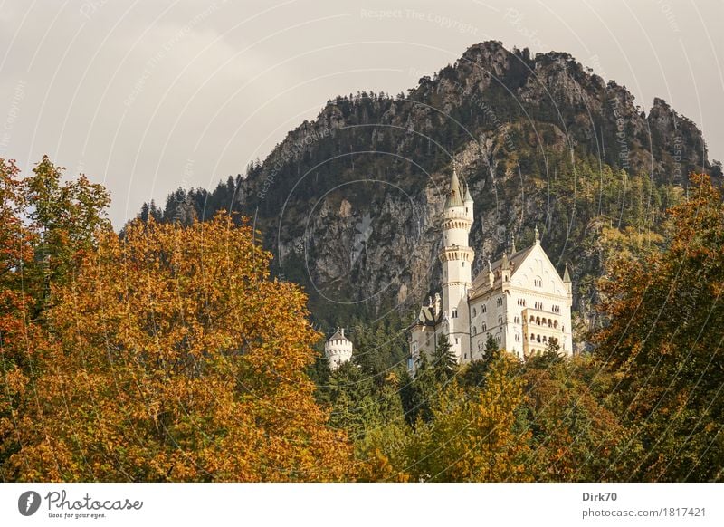 Neuschwanstein autumn I Vacation & Travel Tourism Sightseeing Mountain Culture Landscape Sun Sunlight Autumn Beautiful weather Tree Automn wood Forest Rock Alps