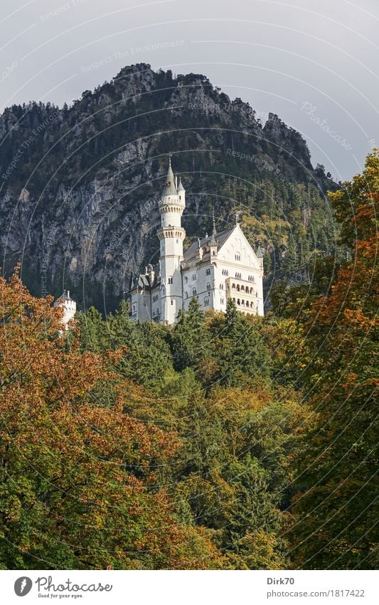 Neuschwanstein autumn III Style Vacation & Travel Tourism Sightseeing Mountain Dream house Landscape Autumn Beautiful weather Tree Forest Deciduous forest