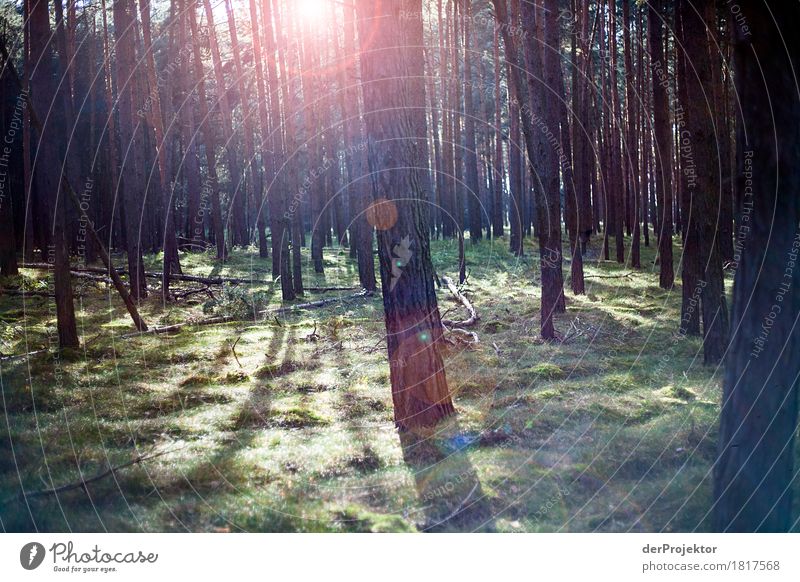 Coniferous forest in autumn light Tree Berlin leaves variegated Autumn Joerg farys ephemeral Deserted Copy Space left Copy Space right Structures and shapes