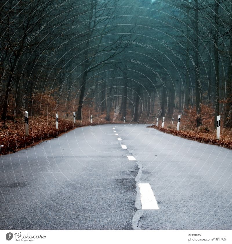 Still 23 curves Colour photo Subdued colour Exterior shot Deserted Evening Twilight Nature Landscape Plant Autumn Bad weather Tree Leaf Forest Motoring Street